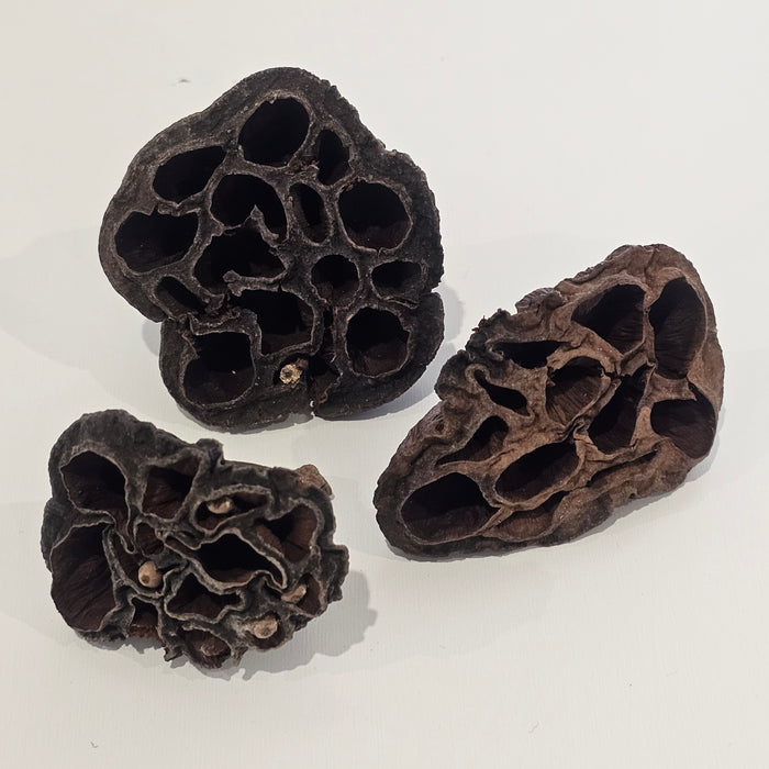 Preserved Lotus | Natural