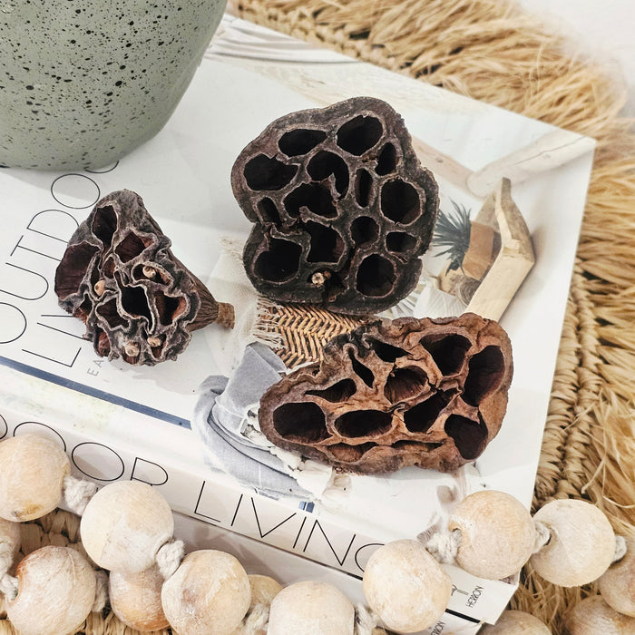 Preserved Lotus | Natural