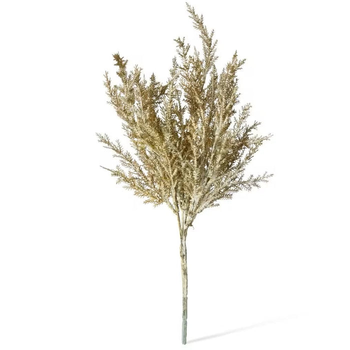 Astilbe Pampas Stem