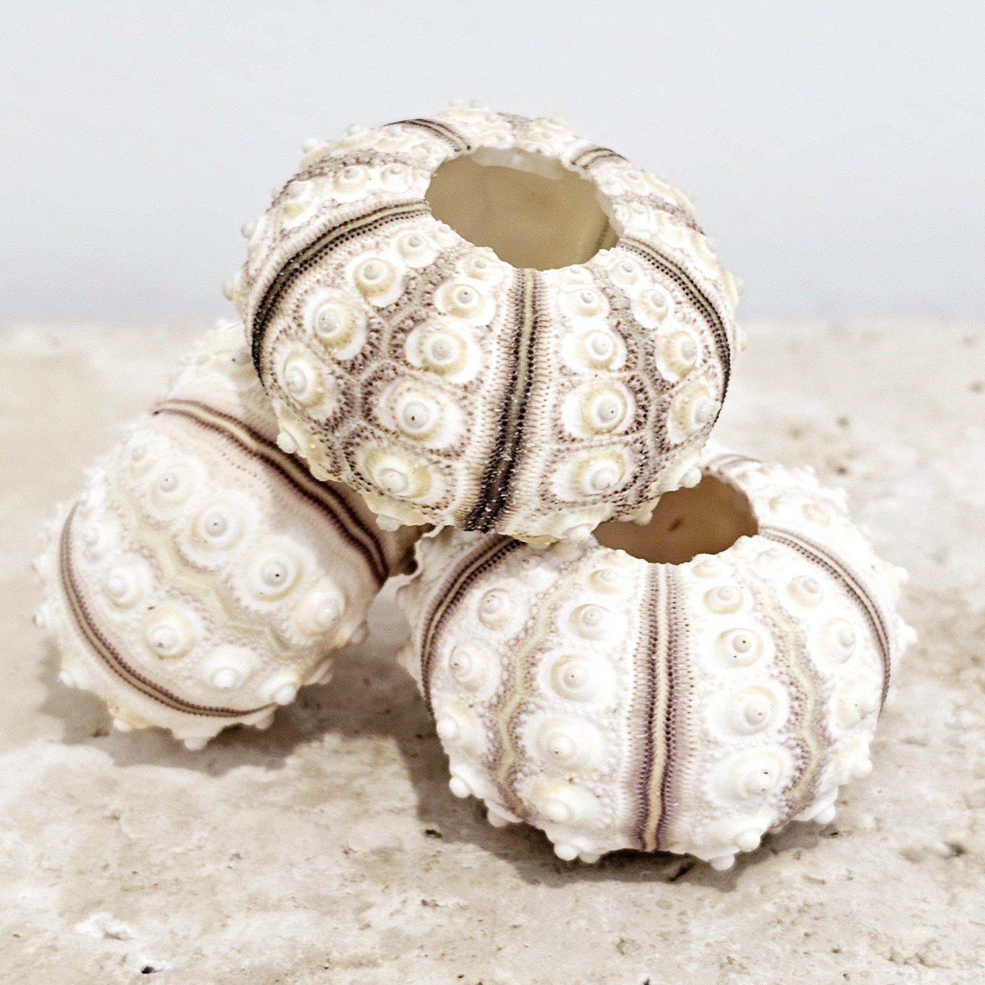 Sea Urchin | Sputnik Lilac | Luxe Coastal Home