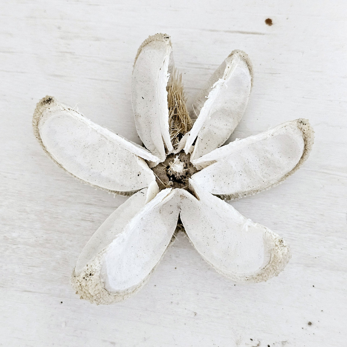 Preserved Wild Orange Botanicals Pod | Bleached