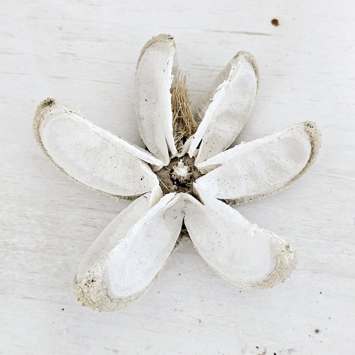 Preserved Wild Orange Botanicals Pod | Bleached