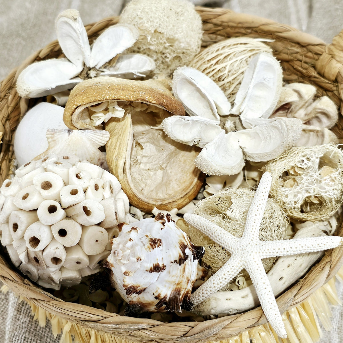 Preserved Wild Orange Botanicals Pod | Bleached