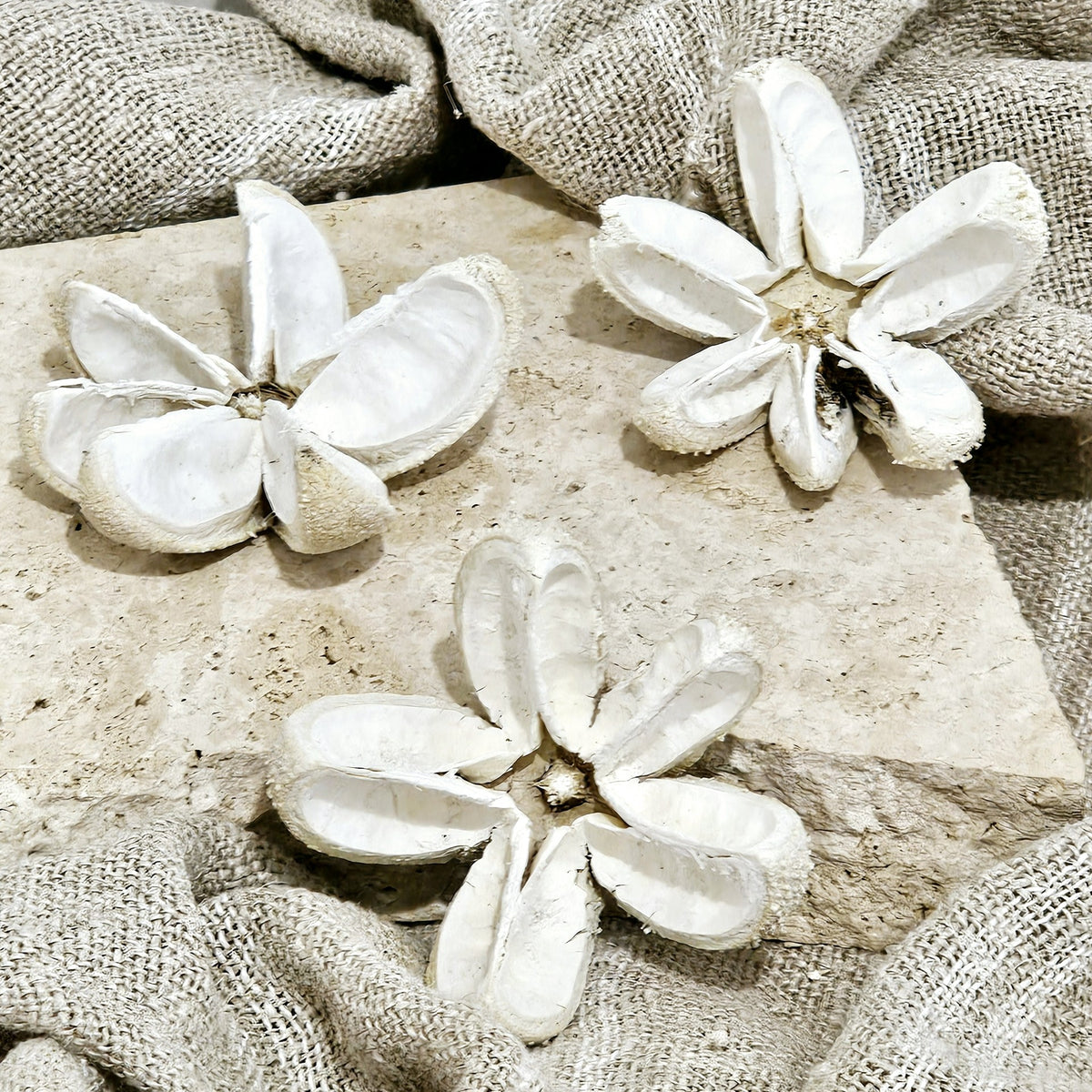 Preserved Wild Orange Botanicals Pod | Bleached