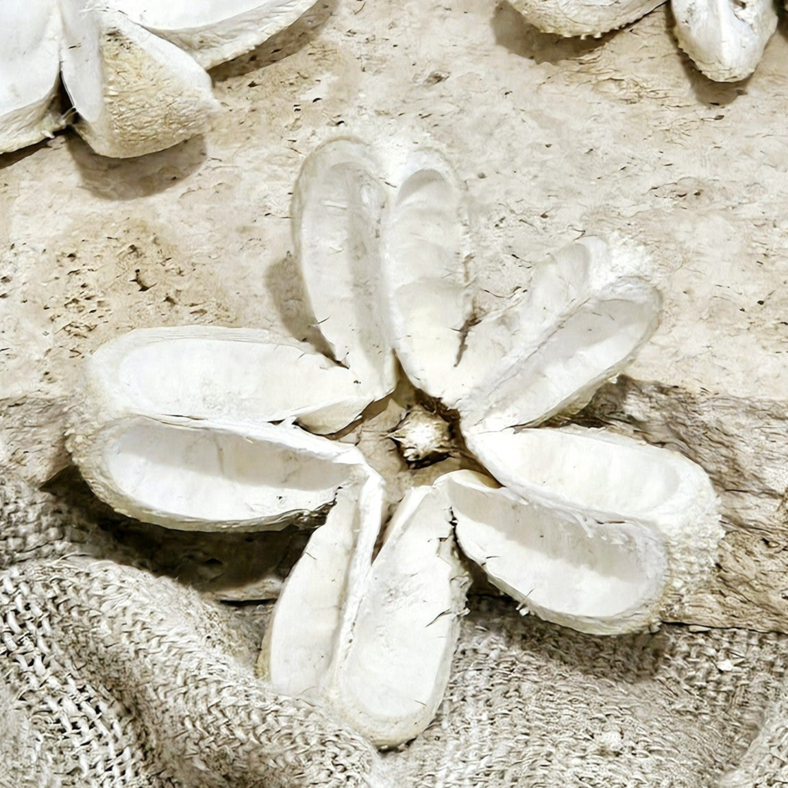 Preserved Wild Orange Botanicals Pod | Bleached