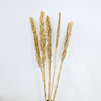 Dried Bleached Sorghum Grass Bunch