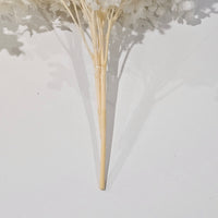 Preserved Hydrangea | Vanilla