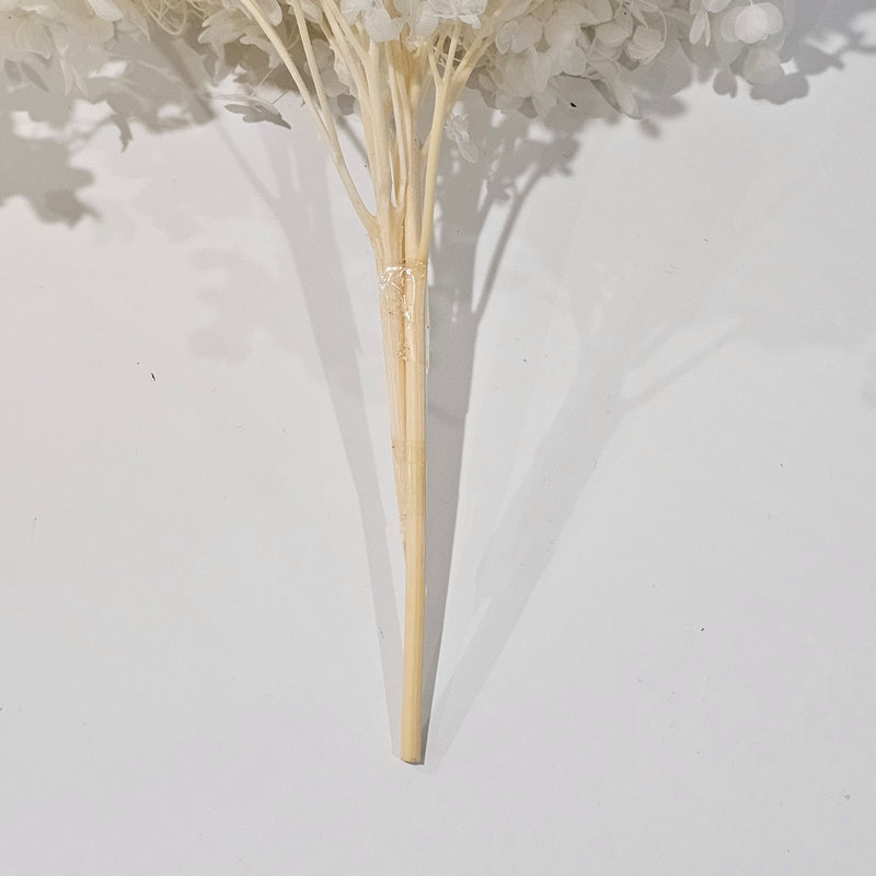 Preserved Hydrangea | Vanilla