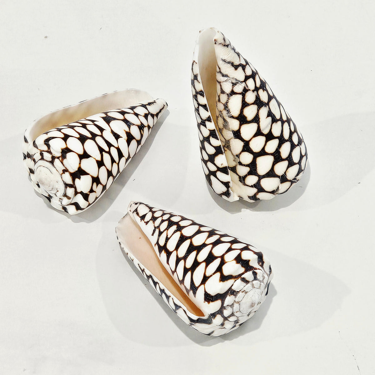 Conus Marmoreus Natural Sea Shell