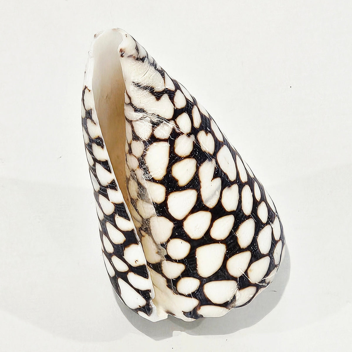 Conus Marmoreus Natural Sea Shell