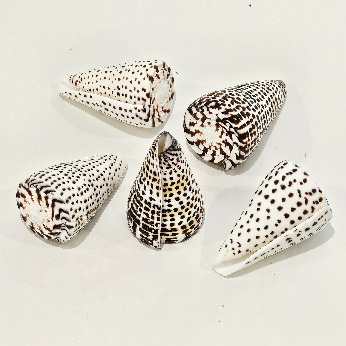 Conus Ralturi Shell Conus Literatus Natural Sea Shell Coastal Decor | Luxe Coastal Home