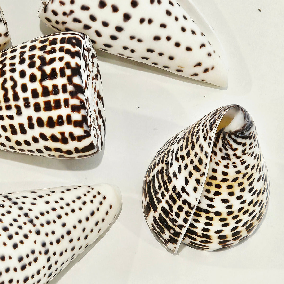 Conus Ralturi Shell Conus Literatus Natural Sea Shell Coastal Decor | Luxe Coastal Home