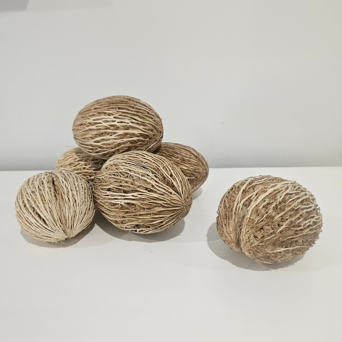 Mintola Pod Preserved Botanical Bleached