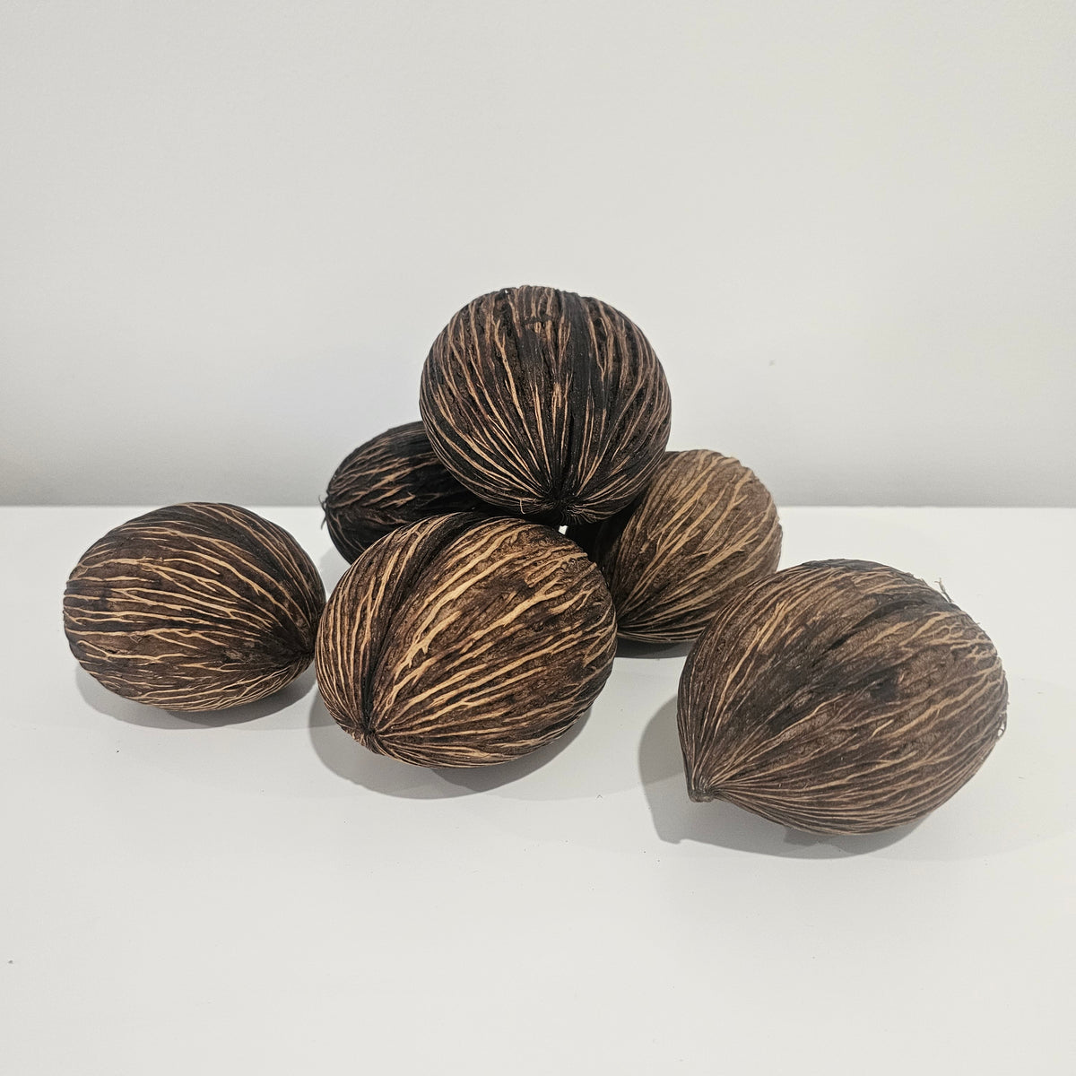 Mintola Pod Preserved Botanical Natural