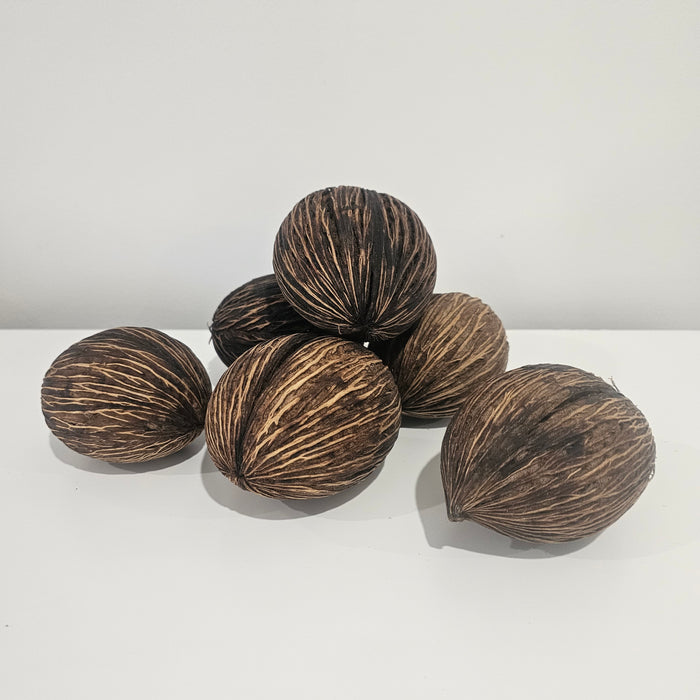 Mintola Pod Preserved Botanical Natural