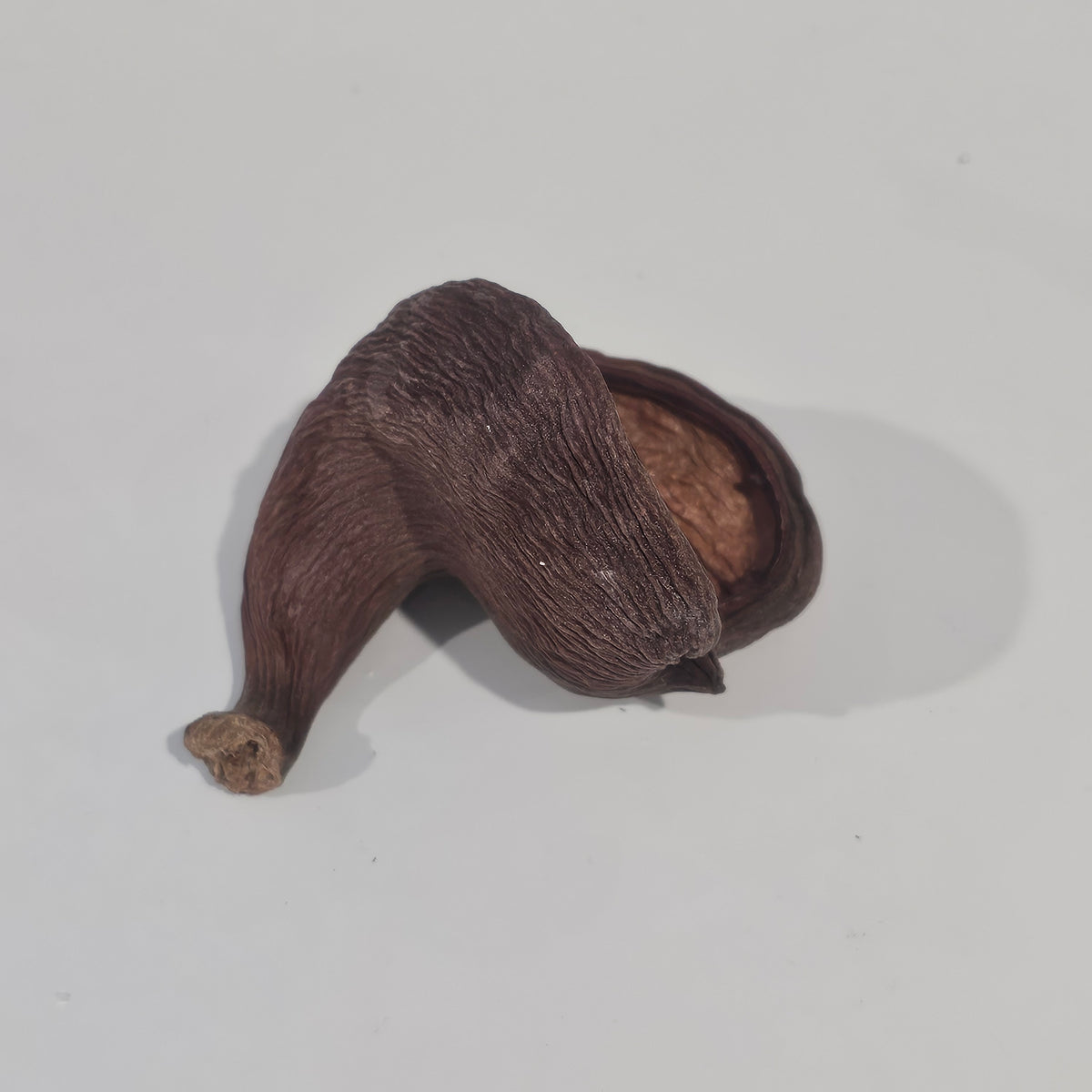 Natural Badam Pod | Natural Pods for Coastal & Rustic Styling