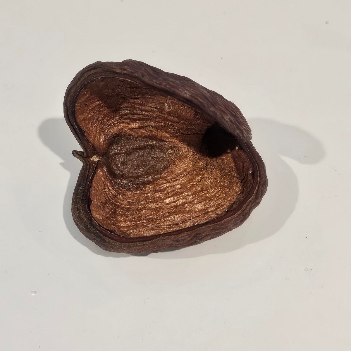 Natural Badam Pod | Natural Pods for Coastal & Rustic Styling