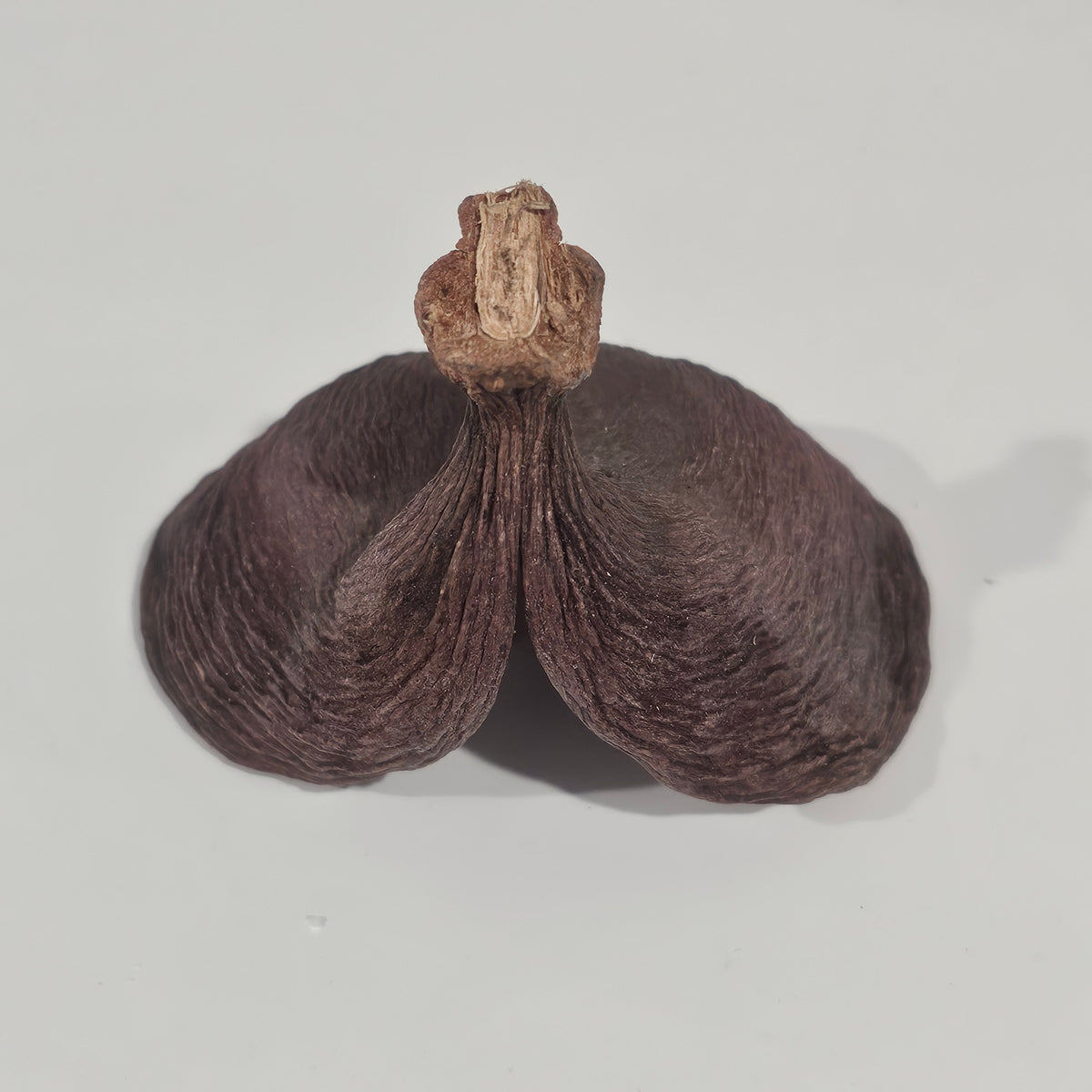 Natural Badam Pod | Natural Pods for Coastal & Rustic Styling