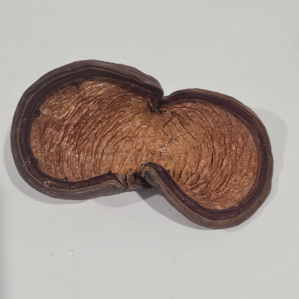 Natural Badam Pod | Natural Pods for Coastal & Rustic Styling