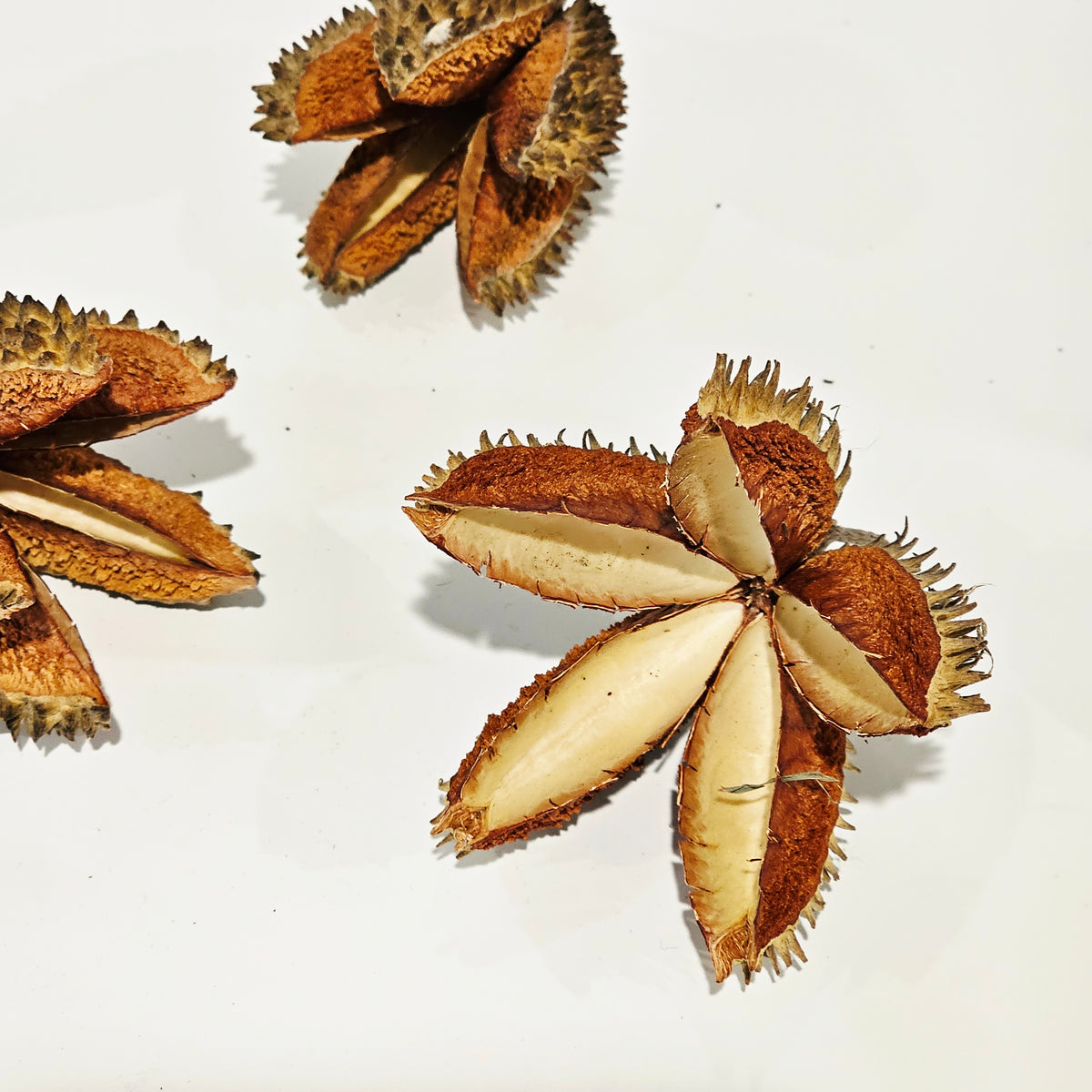 Crow Ash Star Pod | Preserved Natural Pods for Coastal & Rustic Styling