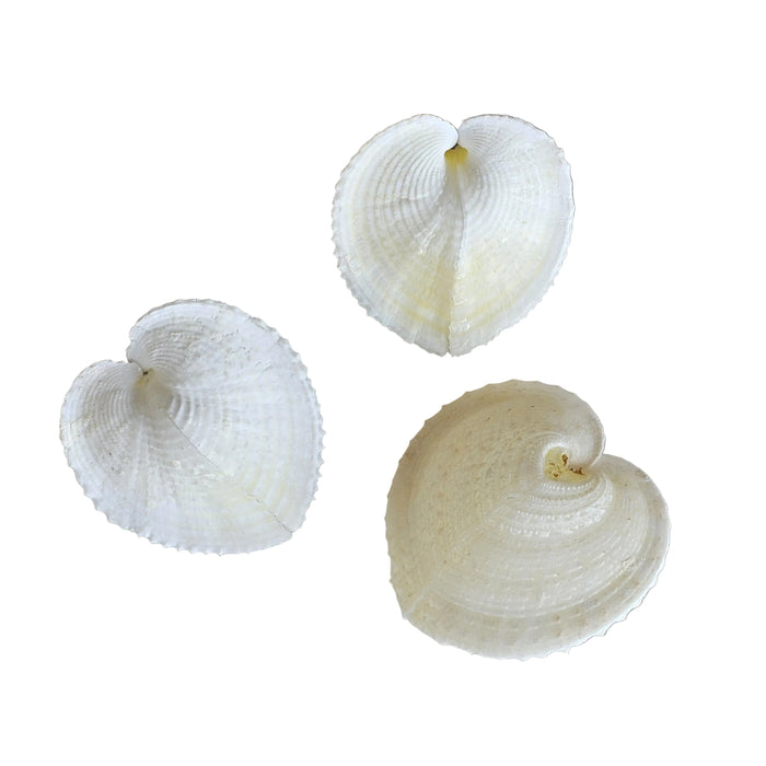 Cockle Heart Natural Sea Shell