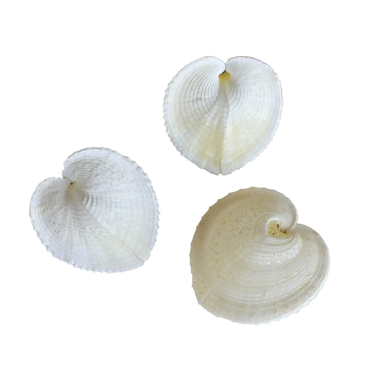 Cockle Heart Natural Sea Shell