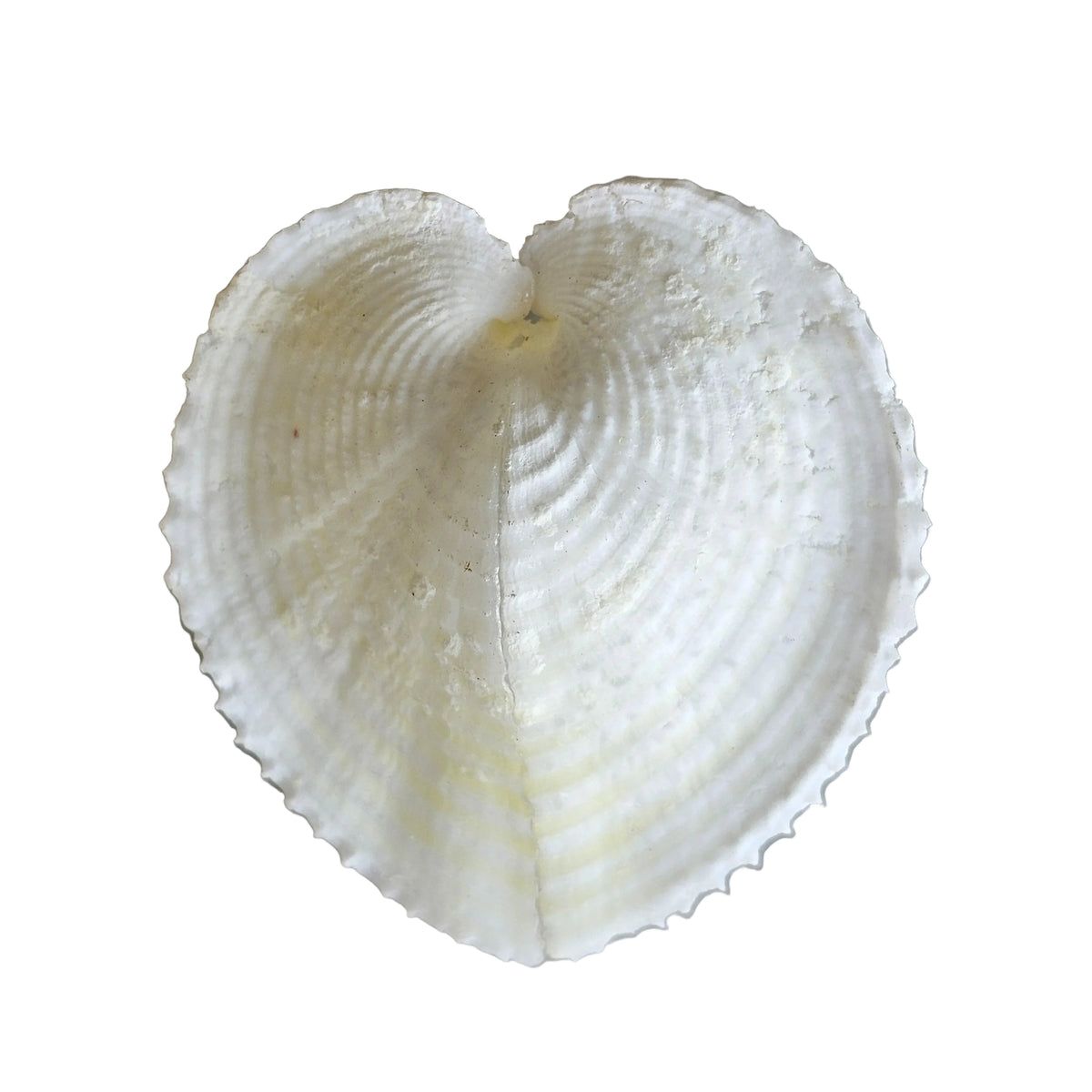 heart shaped cockle sea shell