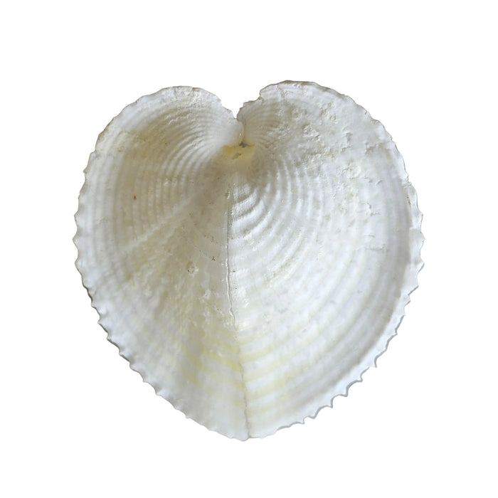 heart shaped cockle sea shell