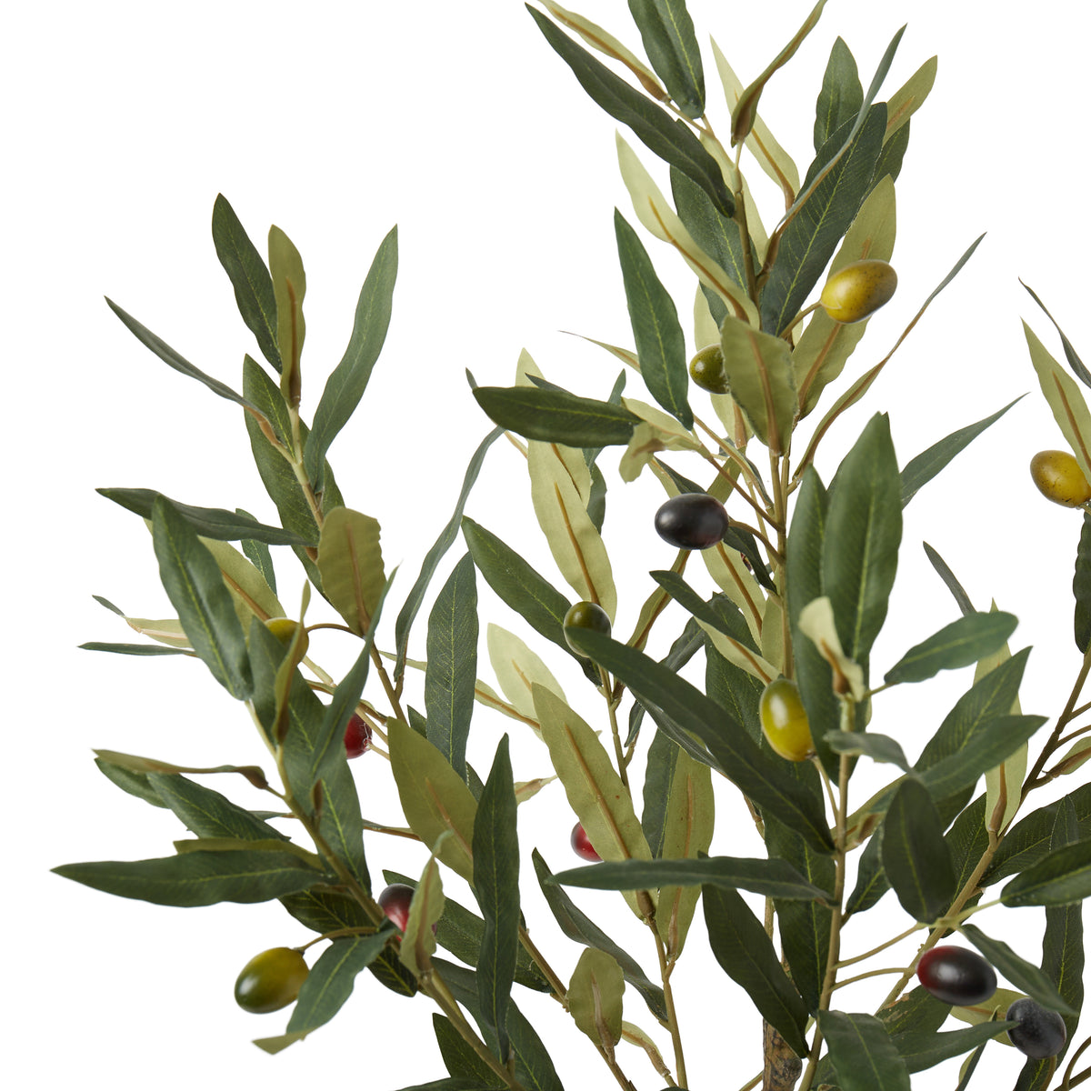 Olive Tree with Fruit | 60 cm