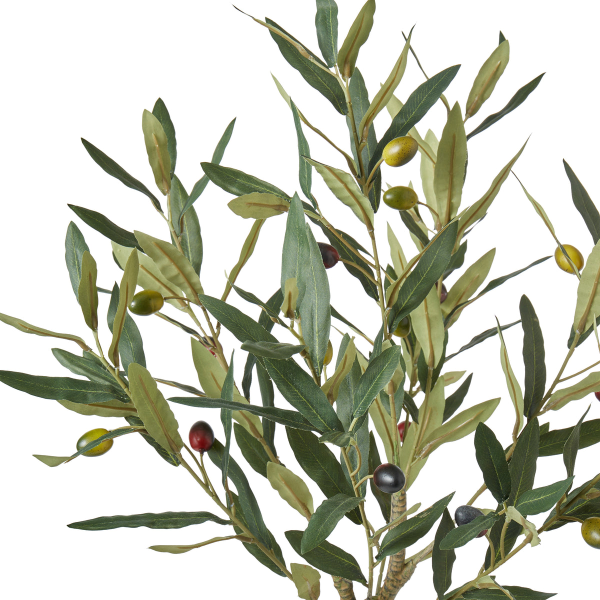 Olive Tree with Fruit | 60 cm