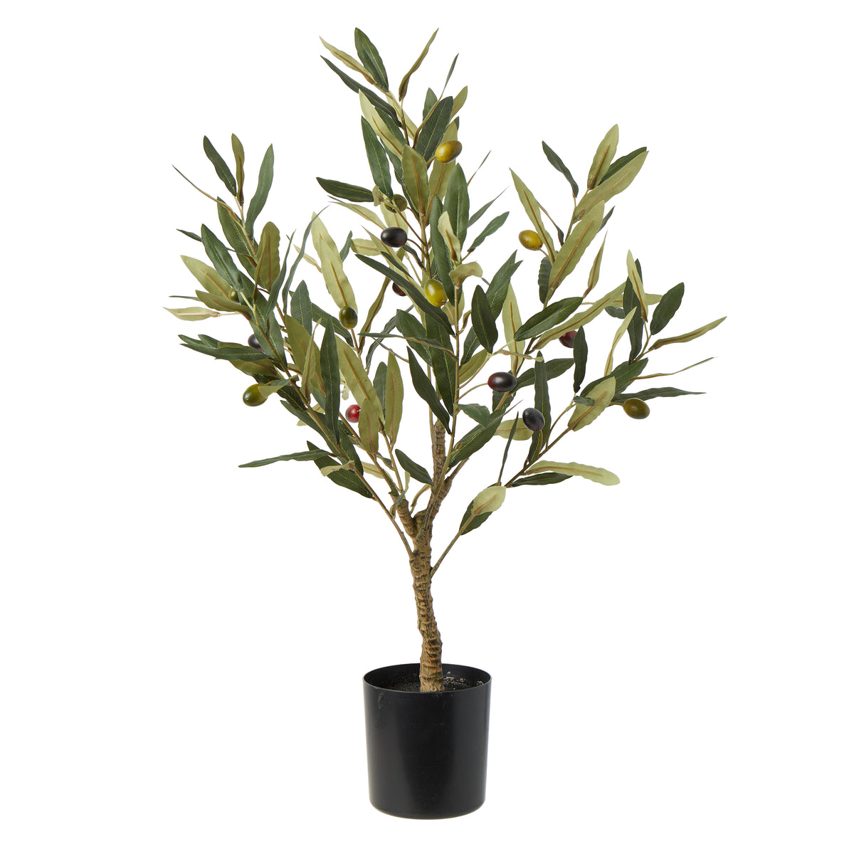 Olive Tree with Fruit | 60 cm