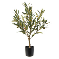 Olive Tree with Fruit | 60 cm