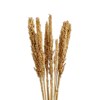 Dried Bleached Sorghum Grass Bunch