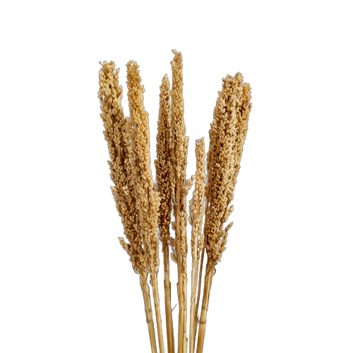 Dried Bleached Sorghum Grass Bunch