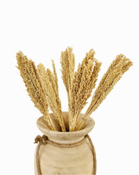 Dried Bleached Sorghum Grass Bunch