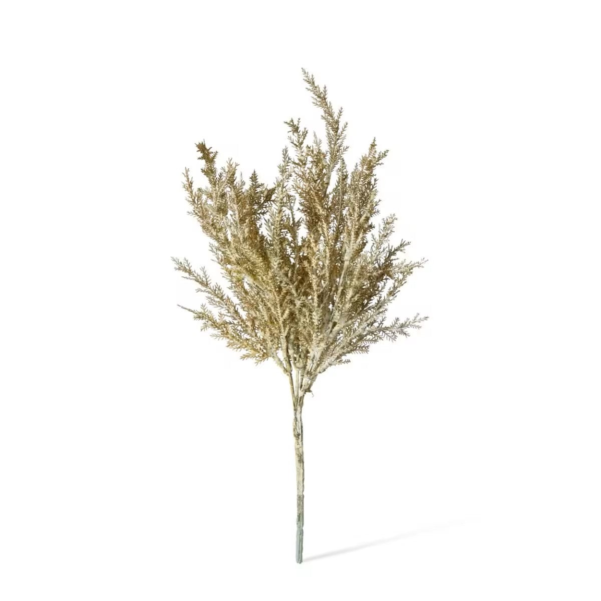 Astilbe Pampas Stem