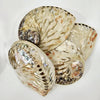 Abalone Midae Pearlised Sea Shell 12 cm Peach.