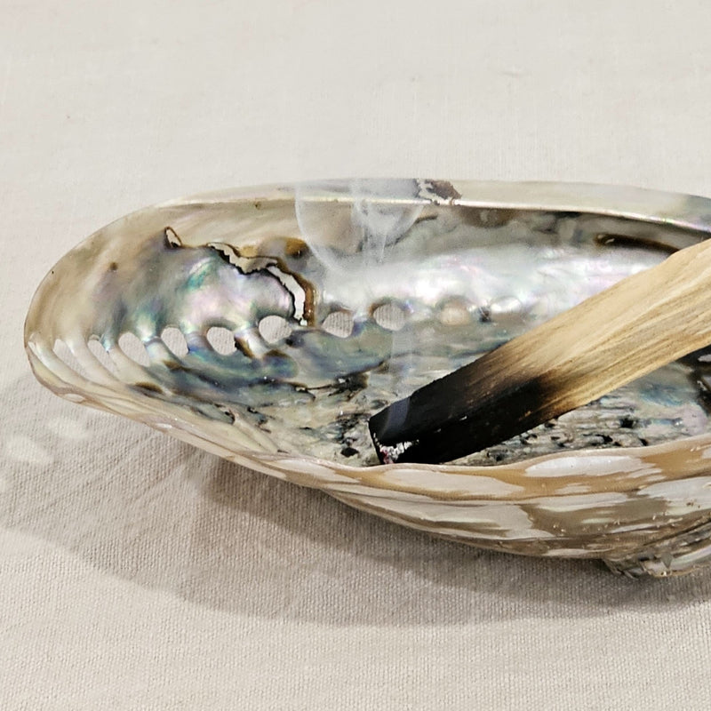 Abalone Midae Pearlised Sea Shell 12 cm Neutrals.