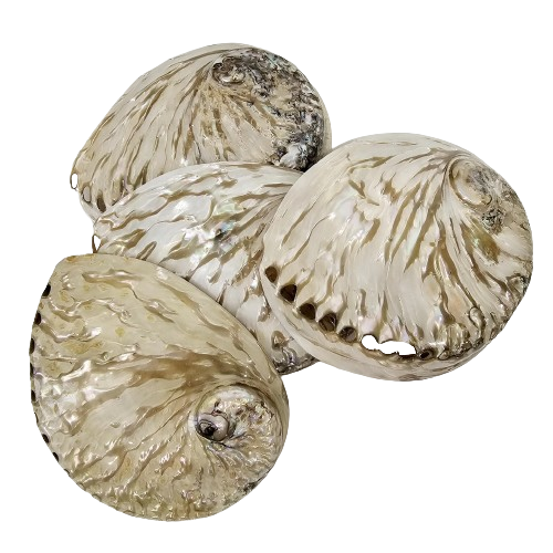Abalone Midae Pearlised Sea Shell 12 cm Neutrals.