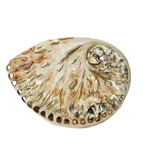 Abalone Midae Pearlised Sea Shell 12 cm Peach.