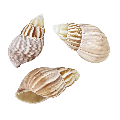 Achatina Fulica Natural Sea Shell