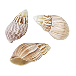 Achatina Fulica Natural Sea Shell