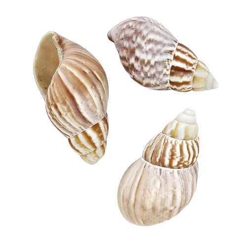 Achatina Fulica Natural Sea Shell