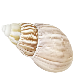 Achatina Fulica Natural Sea Shell