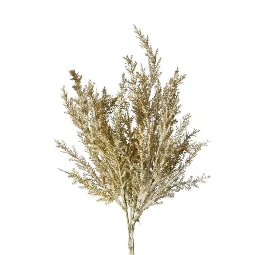 Astilbe Pampas Stem