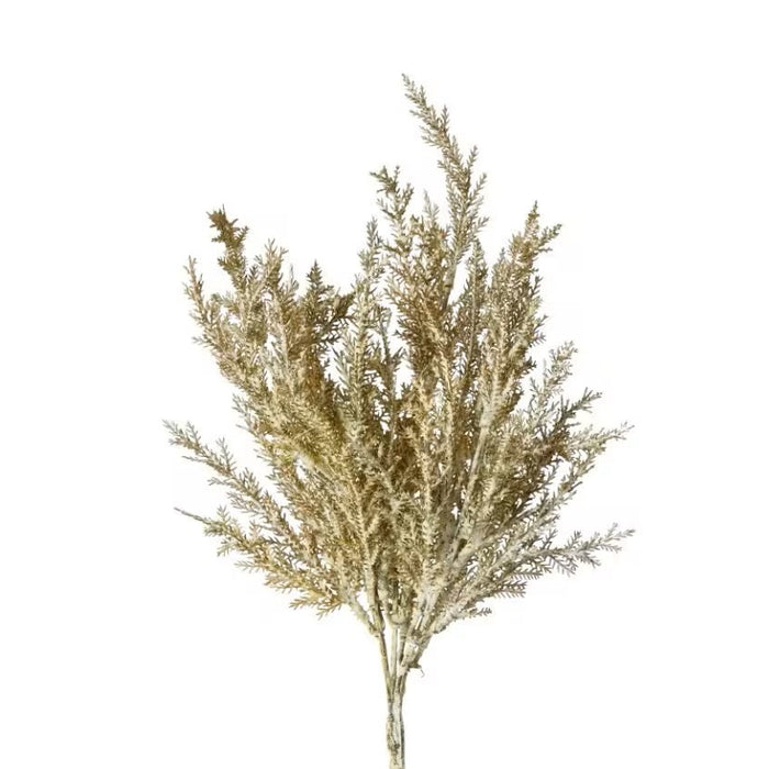 Astilbe Pampas Stem
