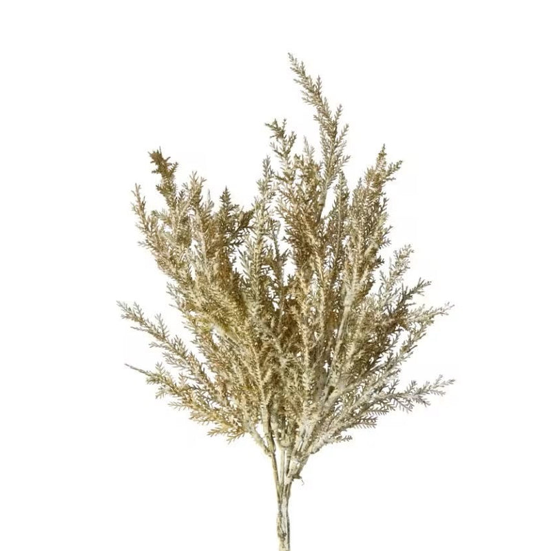 Astilbe Pampas Stem