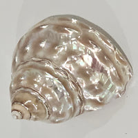 Astraea Undosa Pearlised Sea Shell | Champagne