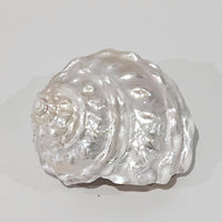 Astraea Undosa Pearlised Sea Shell | Creamy Vanilla
