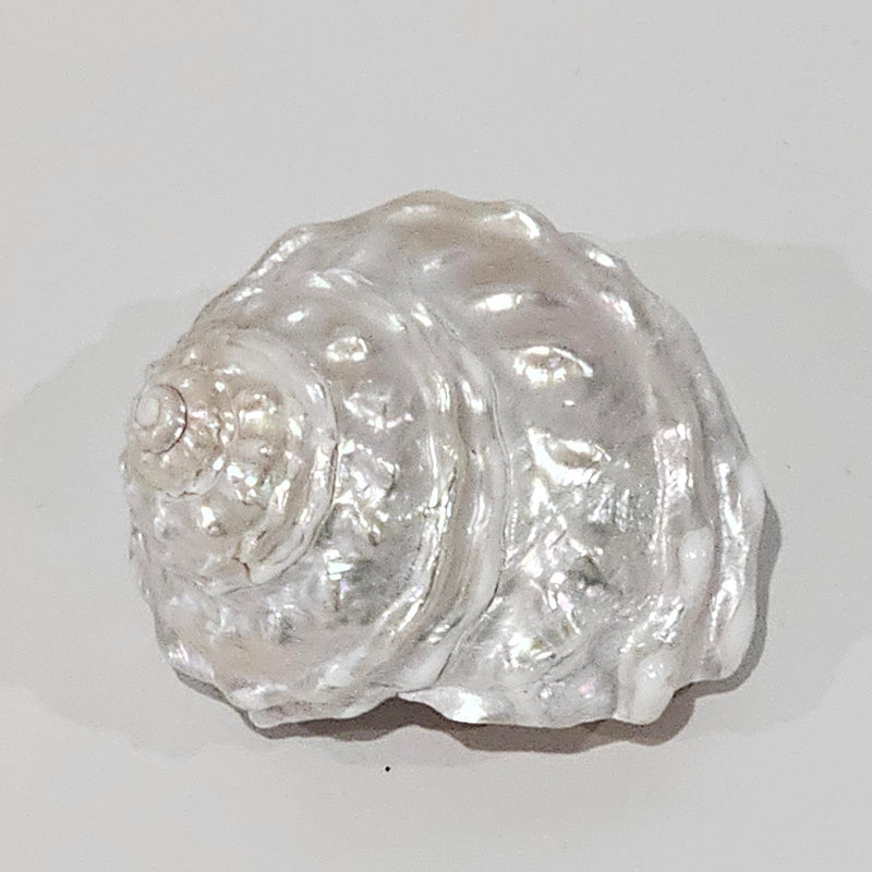 Astraea Undosa Pearlised Sea Shell | Creamy Vanilla